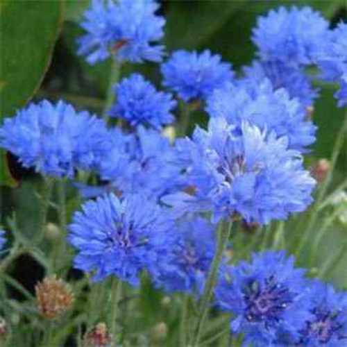 Blue Cornflower Field