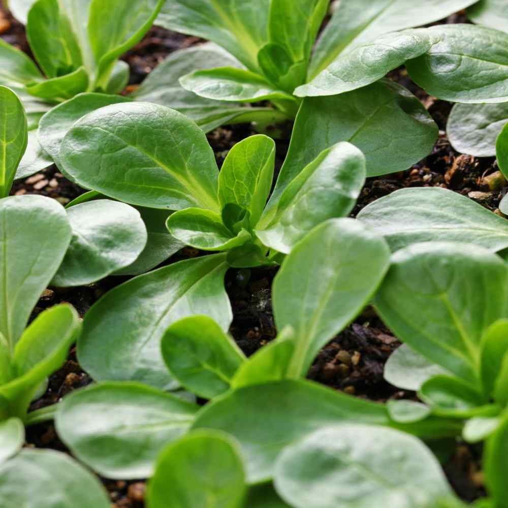 Corn Salad Plants