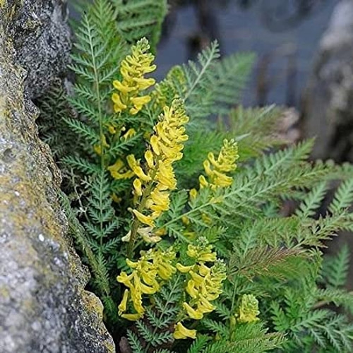 Corydalis Manchu