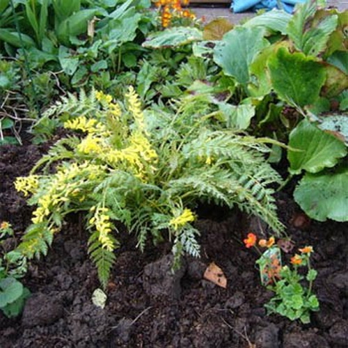 Corydalis Manchu Plants