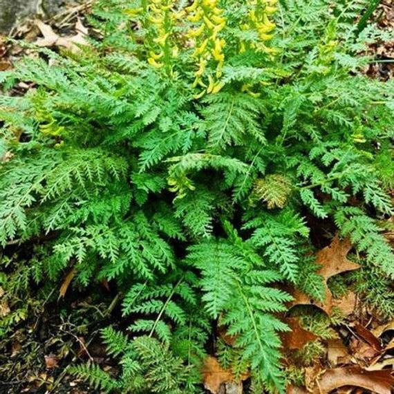Corydalis Manchu Flowers