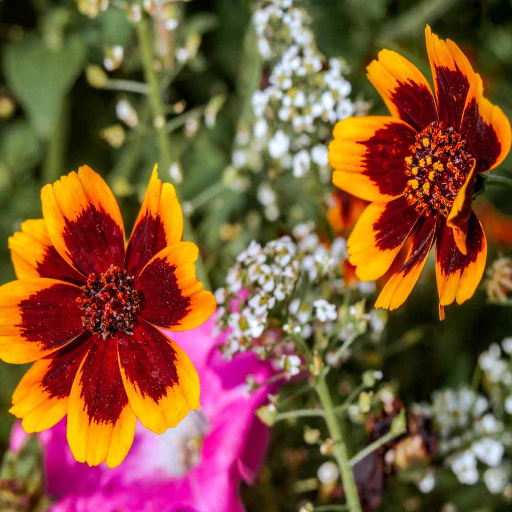 Cosmidium Burridgeanum Brunette