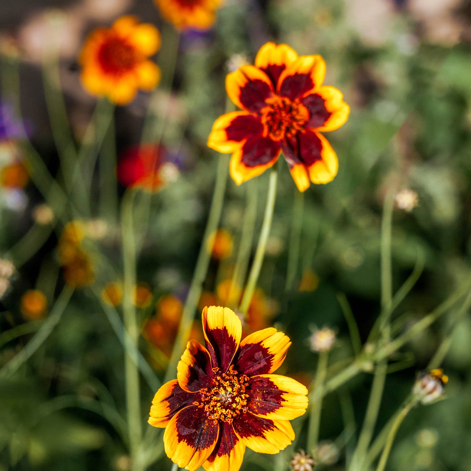 Cosmidium Brunette Flowers