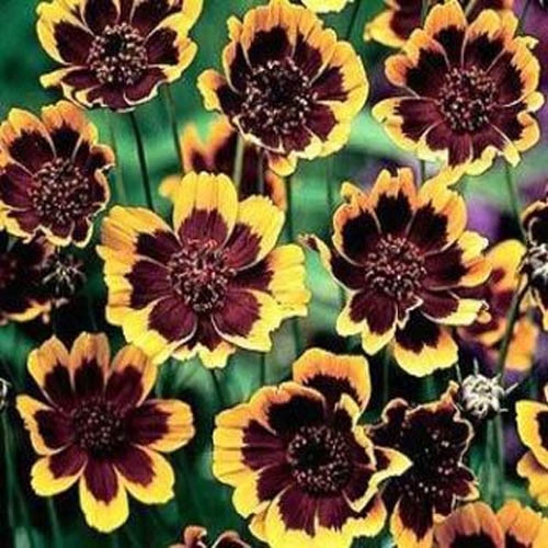 Annual Cosmidium Brunette Flowers
