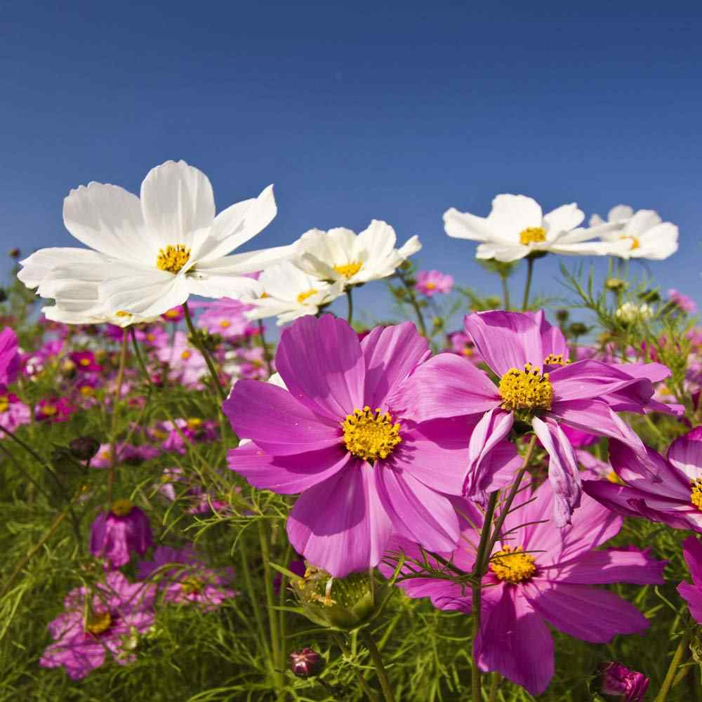 Cosmos Mix