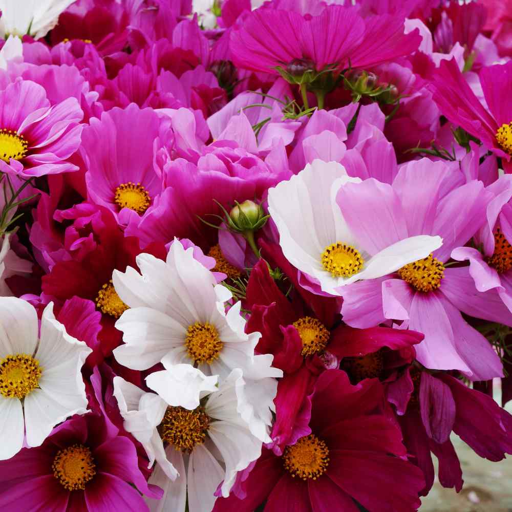 Cosmos Wildflowers