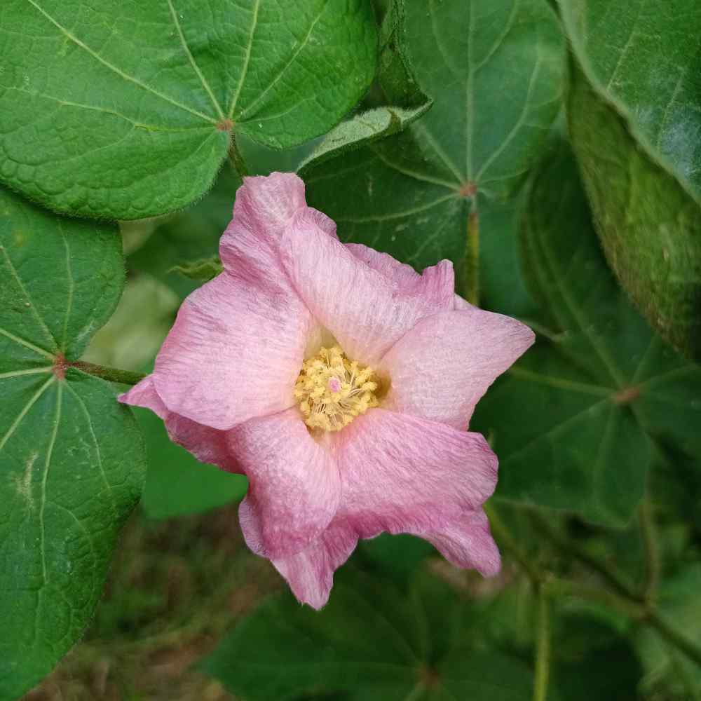 Perennial Cotton Levant
