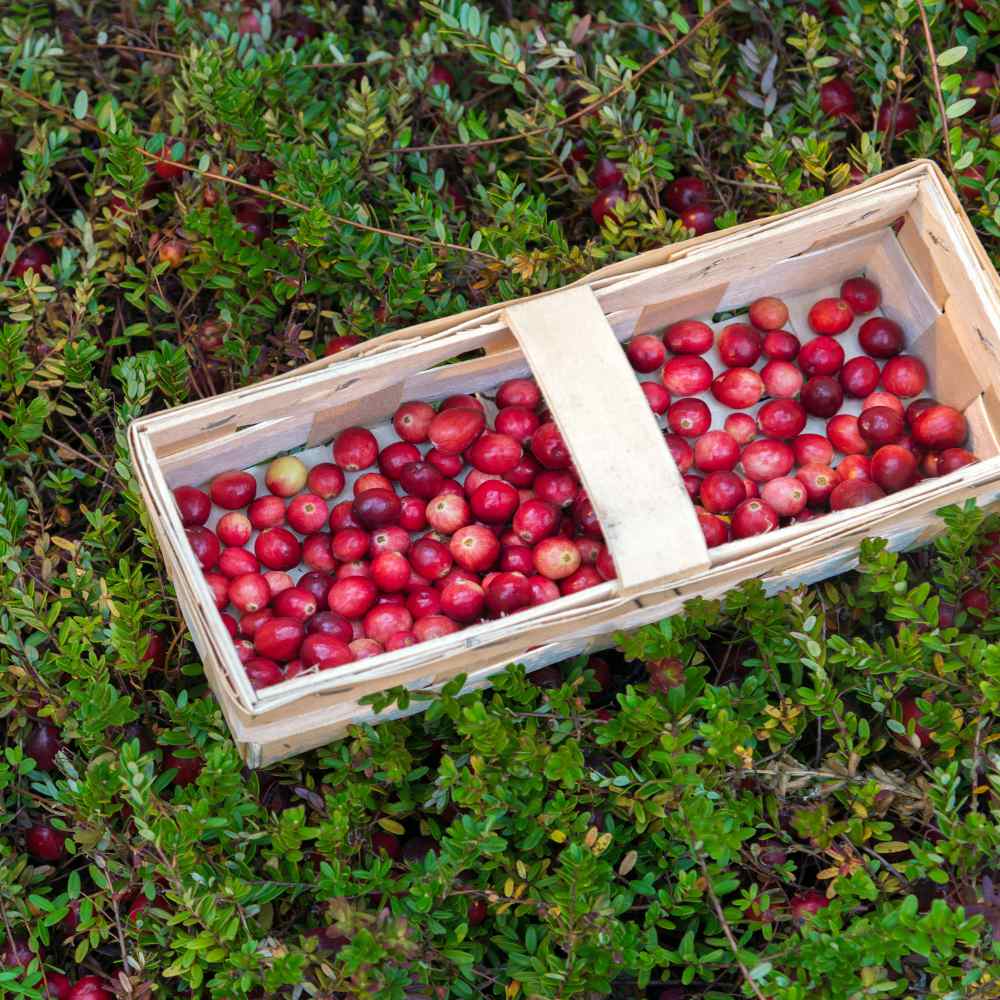 Cranberry Bush