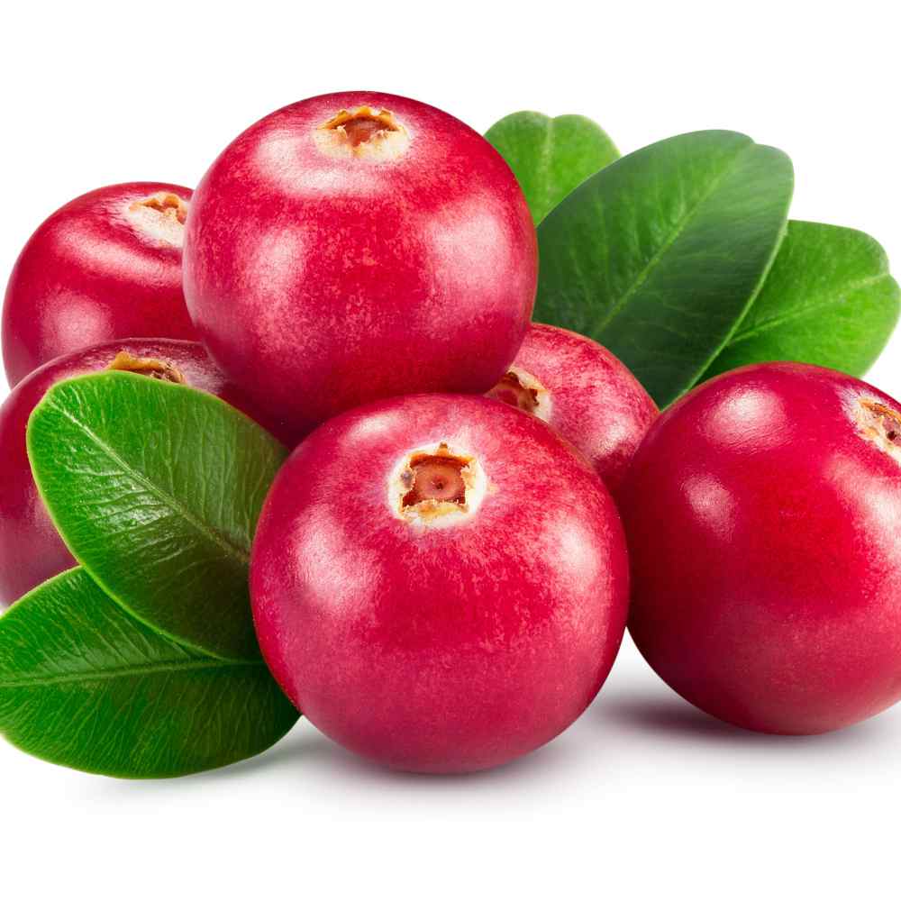 Vaccinium Cranberry Plant