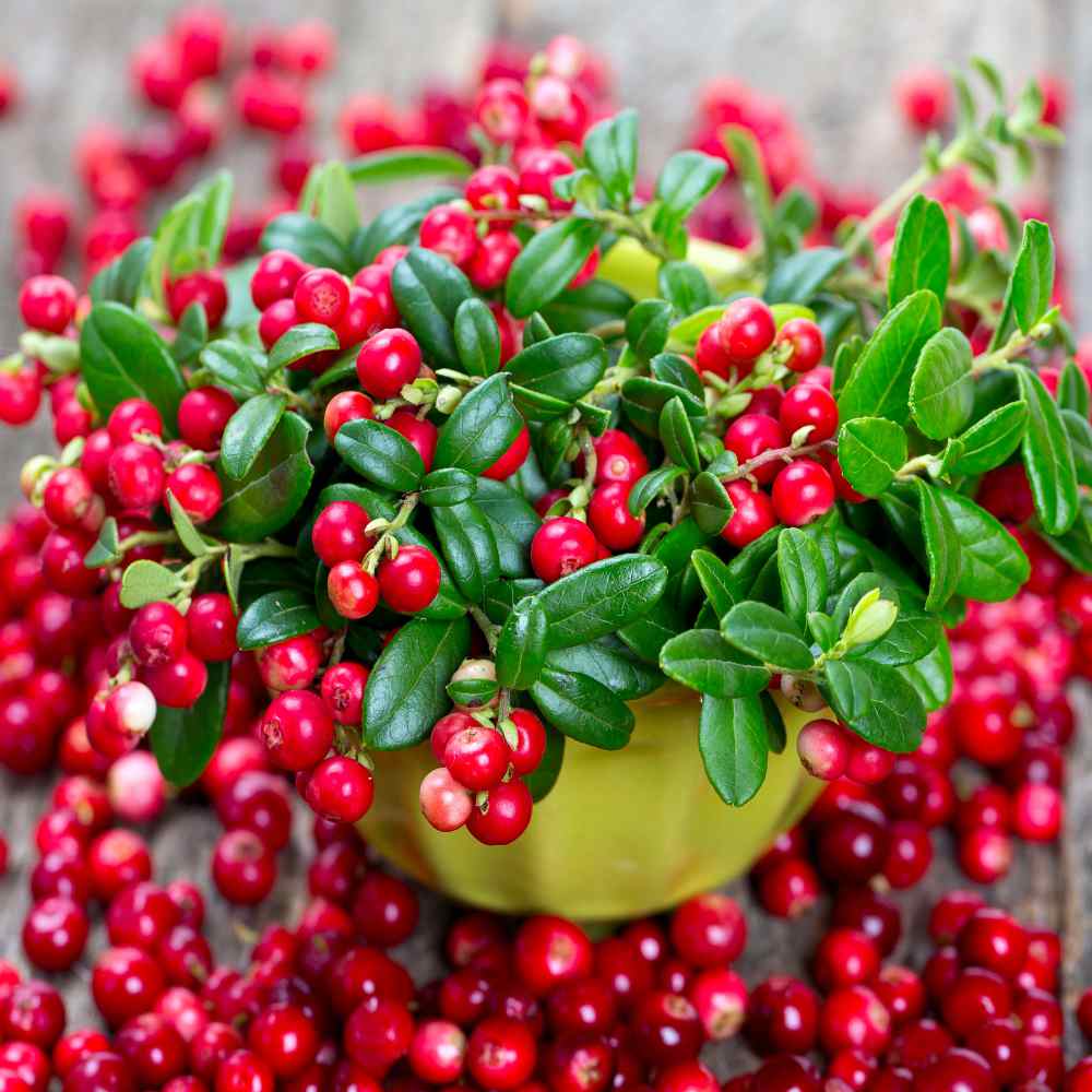 Cranberry Plant Image