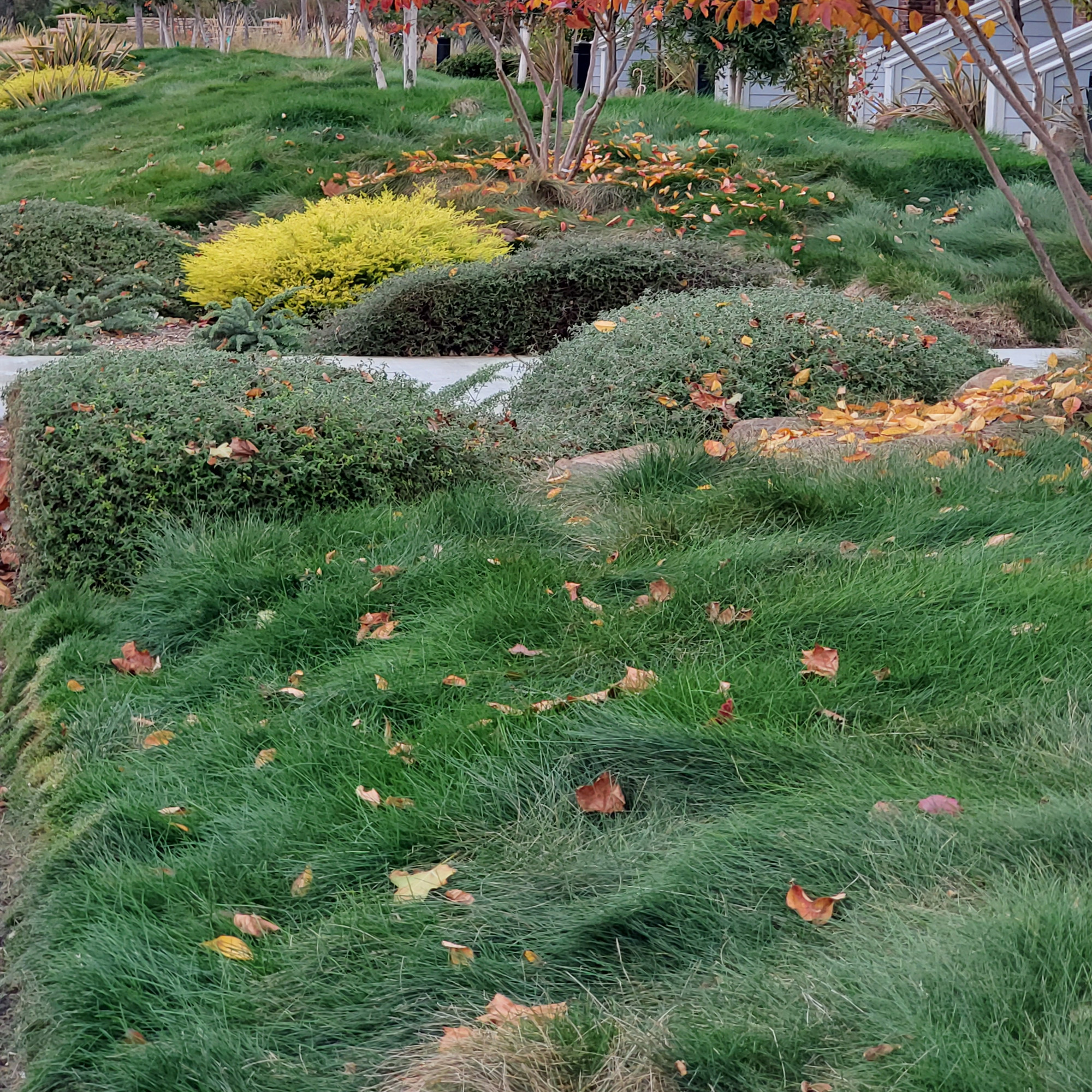 Unmowed Creeping Red Fescue Grass