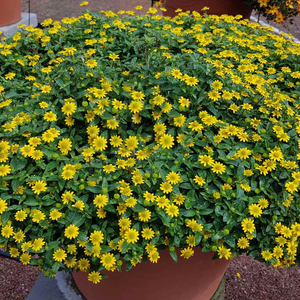 Creeping Zinnia Flowers