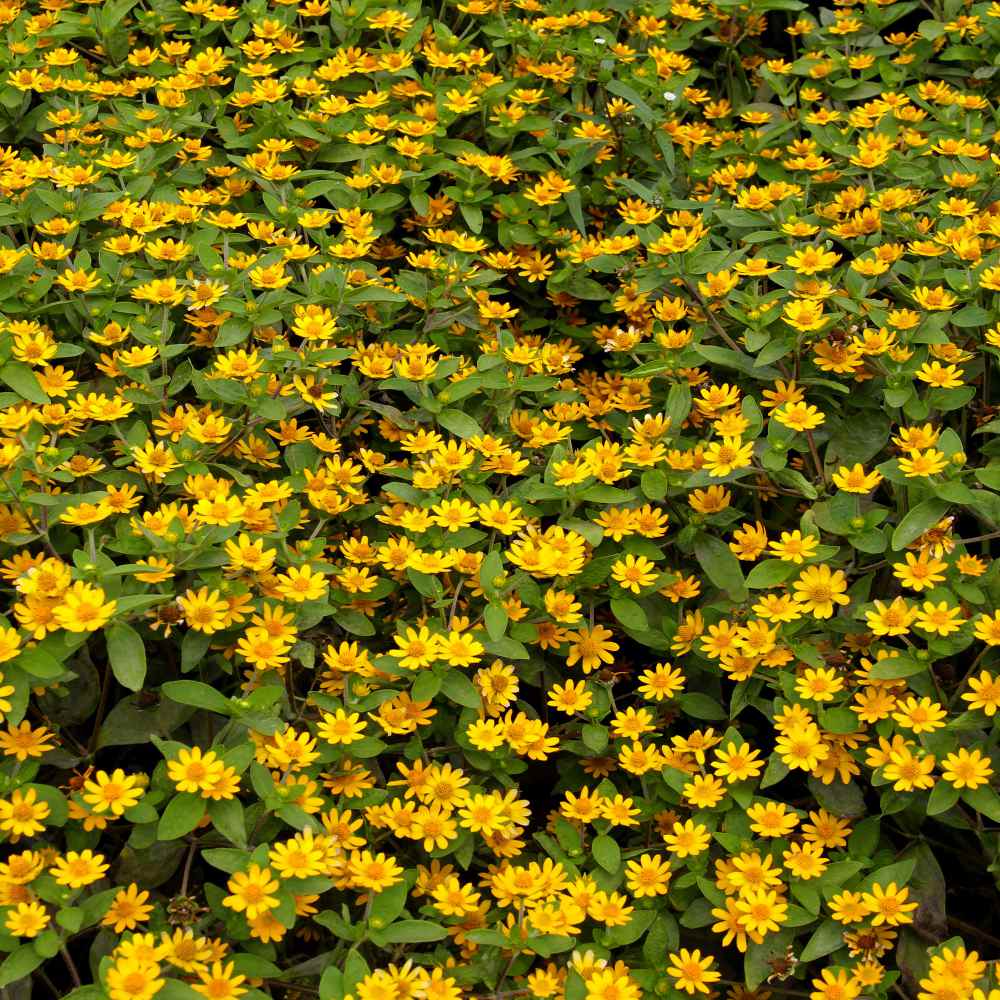Creeping Zinnia Groundcover Plants