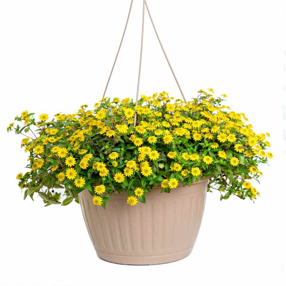 Creeping Zinnia Spreading Groundcover