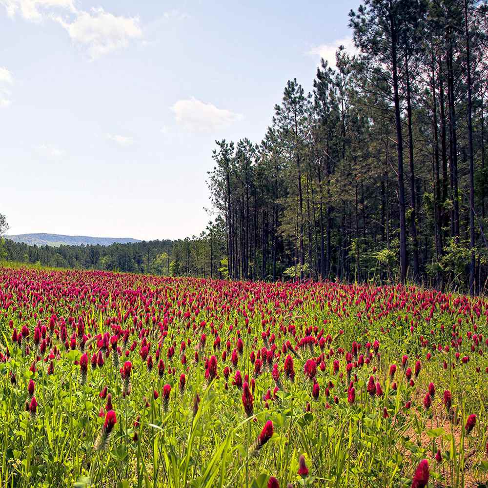 Crimson Clover Field