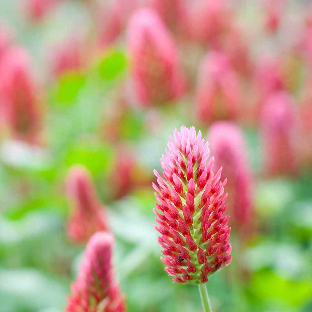 Crimson Clover Seed