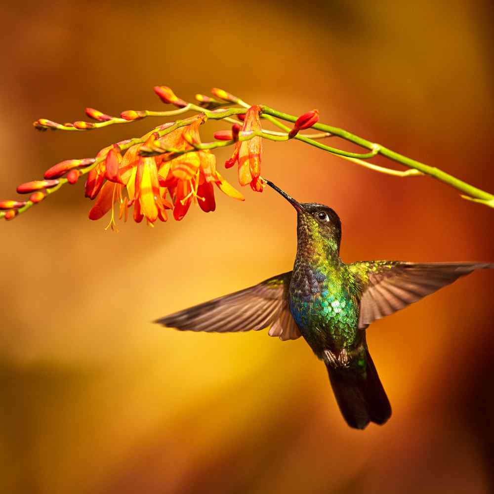 Crocosmia With Hummingbird