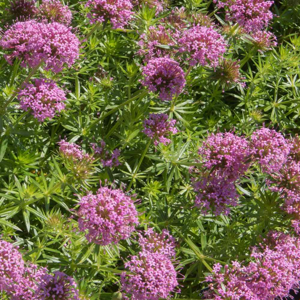 Crucianella Stylosa Flowers