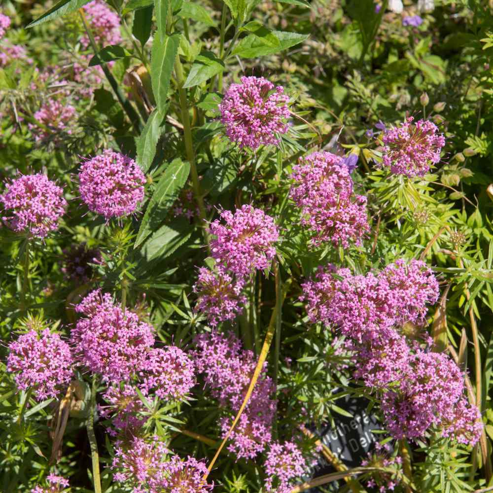 Crucianella Stylosal Pretty Pink Flowers