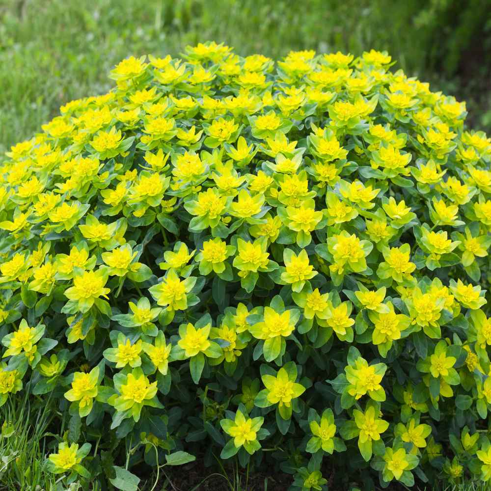 Cushion Spurge