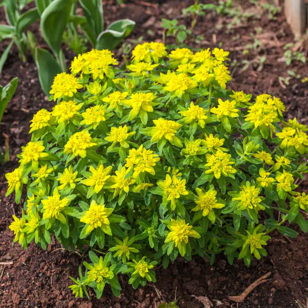 Cushion Spurge Flowers