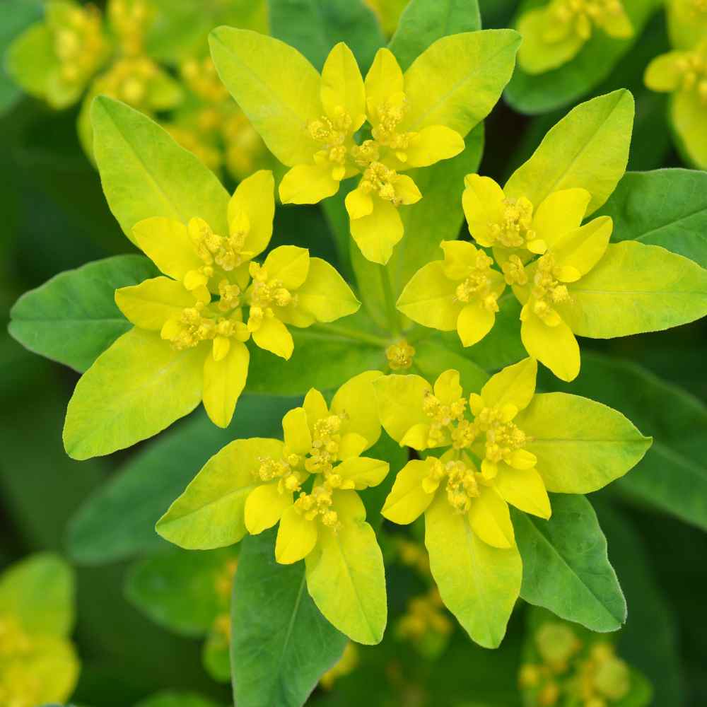 Cushion Spurge Plant