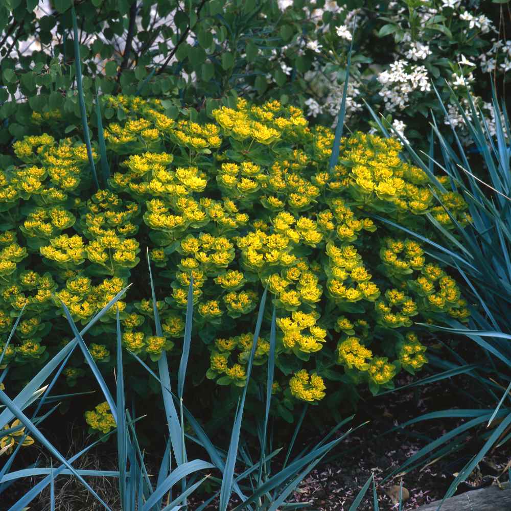 Euphorbia Cushion Spurge