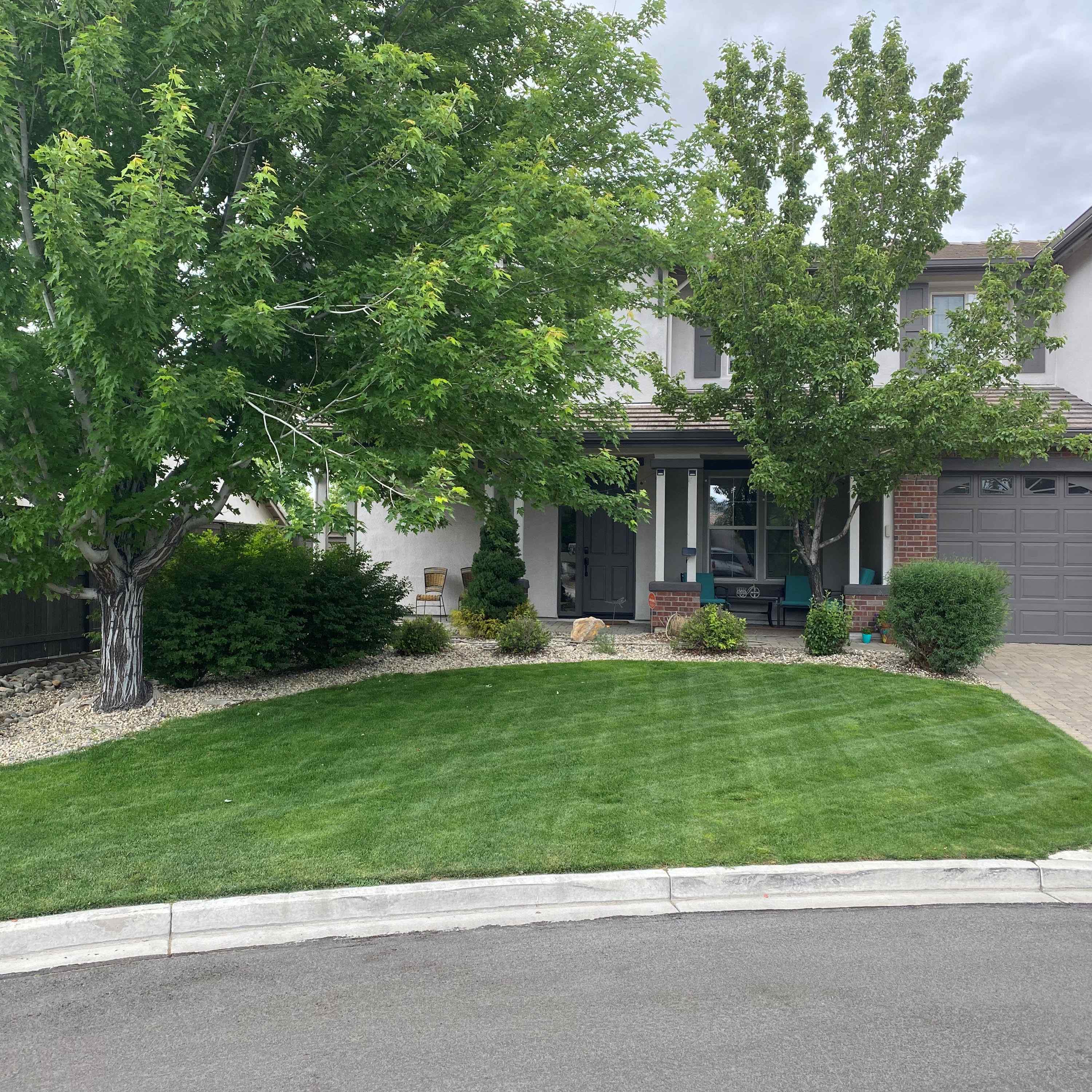 Rye Grass, Bluegrass, Lawn Seed Mix