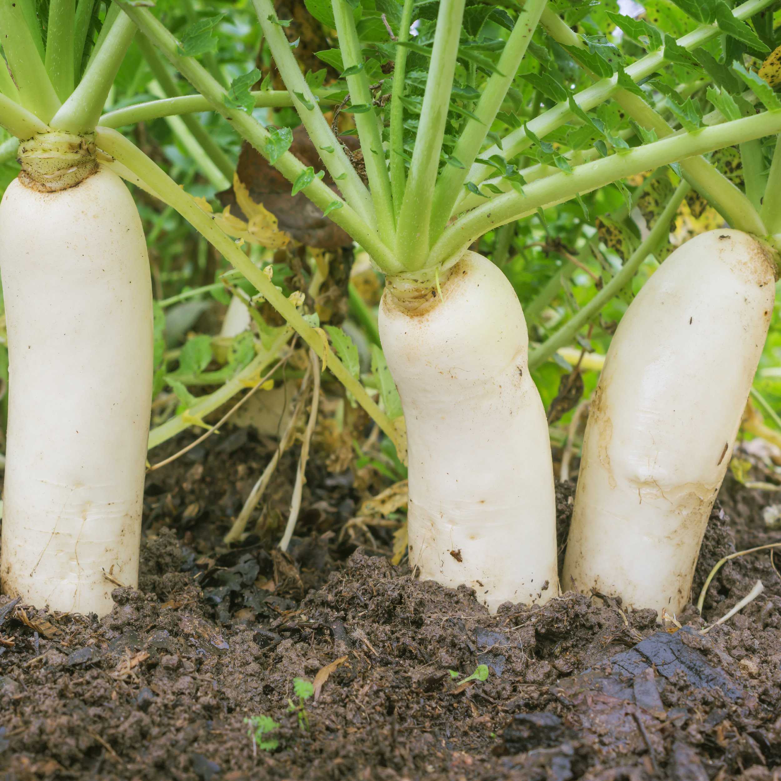 Daikon Radish Plants