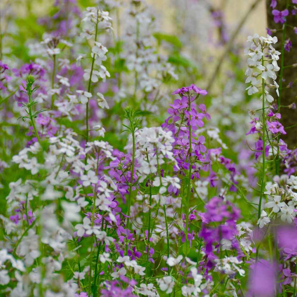 Dame's Rocket Wildflowers