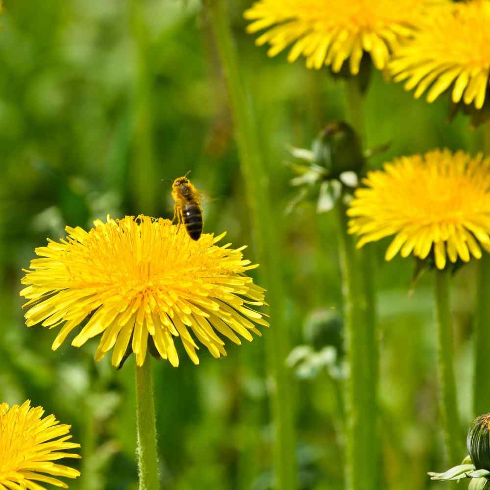 Dandelion flowers