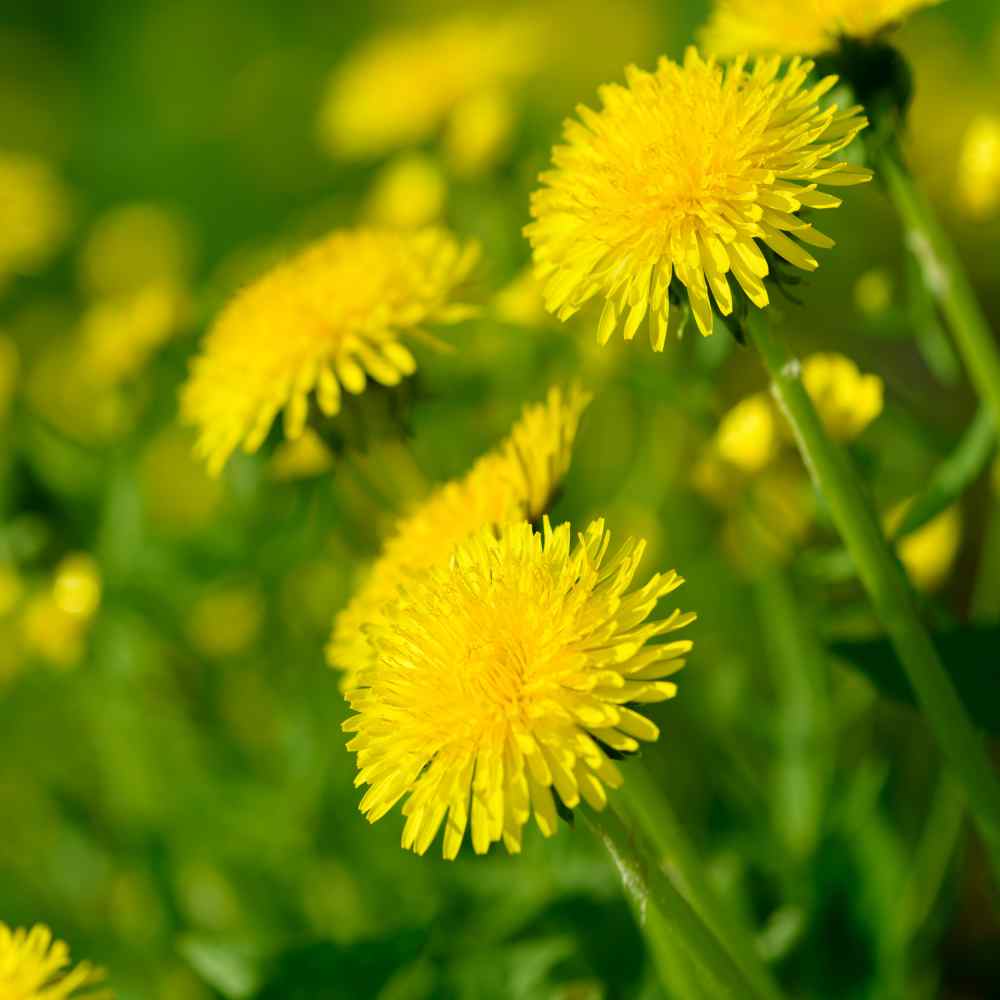 Yellow dandelion