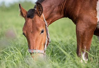 Pasture Seed thumbnail