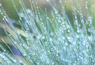 Ornamental Grass Seeds thumbnail