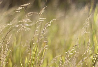 Native Grass Seed thumbnail