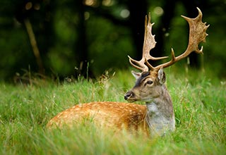 Deer Food Plot Seed thumbnail