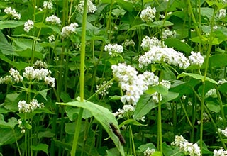 Cover Crop Seed thumbnail