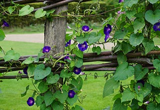 Vines & Climbers Seed thumbnail