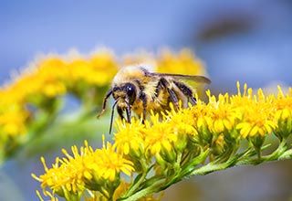 Bee Plant Seed thumbnail