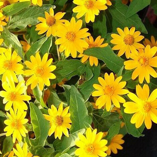 Annual Melampodium Derby Ground Cover