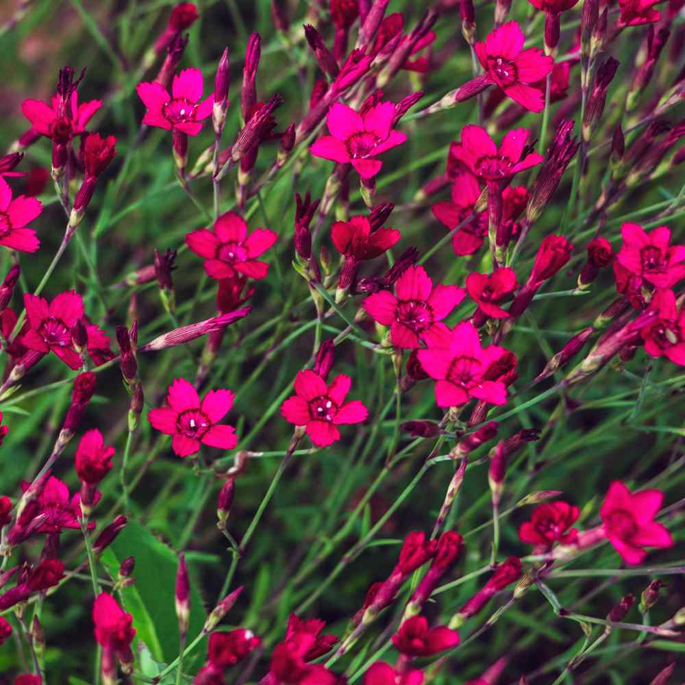 Perennial Maiden Pink Flower Seed