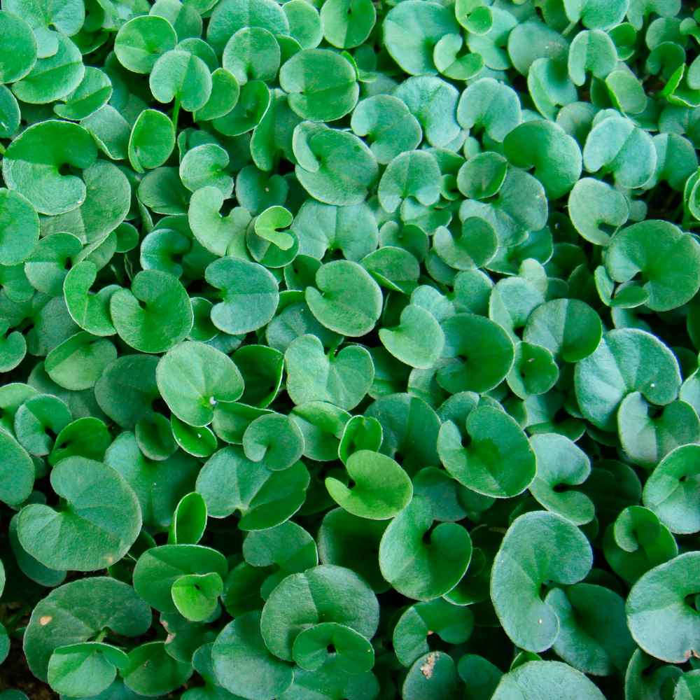 Dichondra Plant Seed