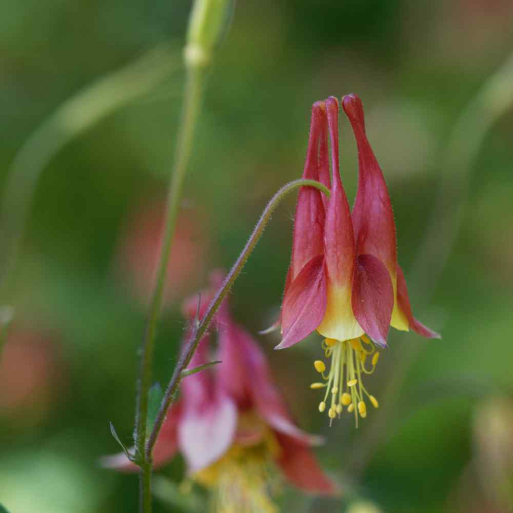 Eastern Red Columbine Flowers