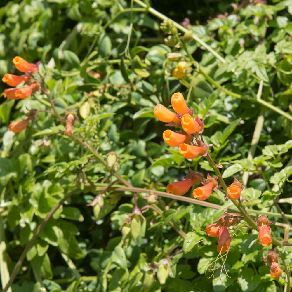 Ecccremocarpus Scaber Flower Seed Mix