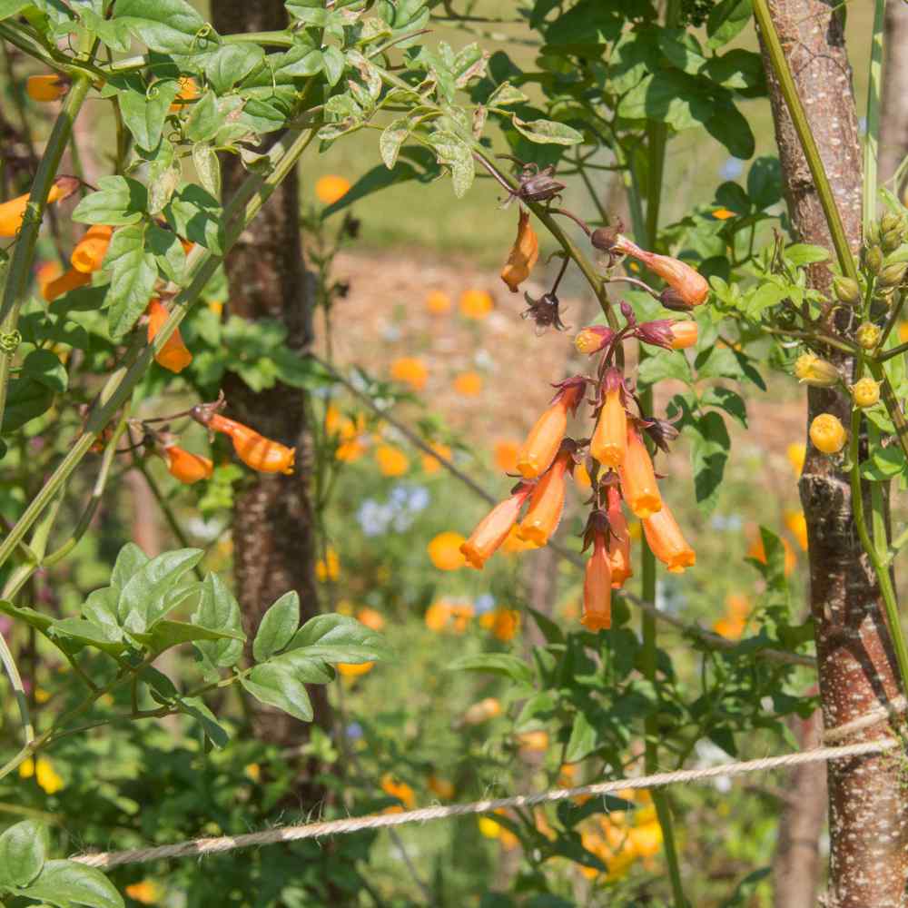 Perennial Chilean Glory Vine