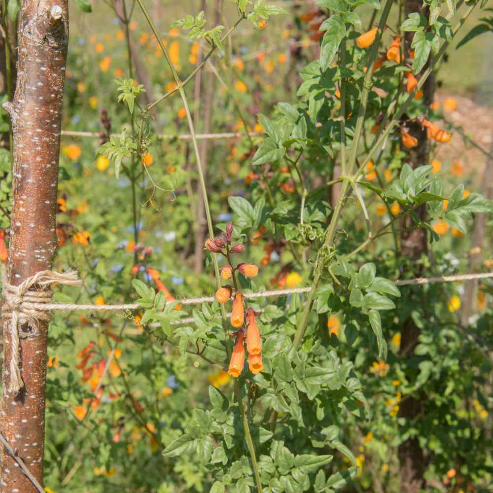 Perennial Eccremocarpus Scaber Mix