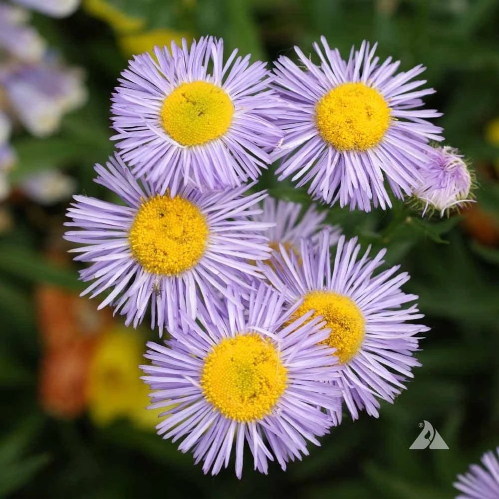 Fleabane Daisy Azure Fairy Flowers
