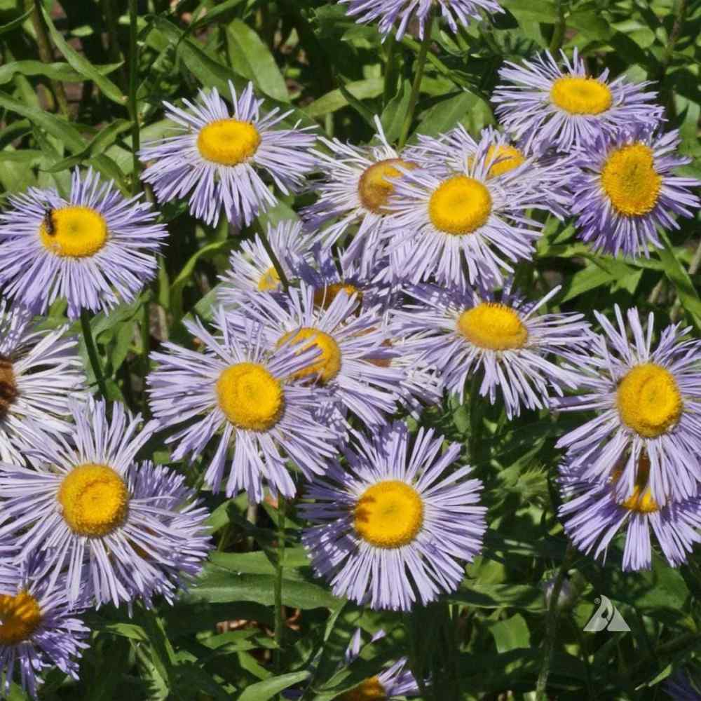 Erigeron Azure Fairy Flowers