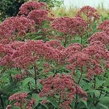 Joypyeweed