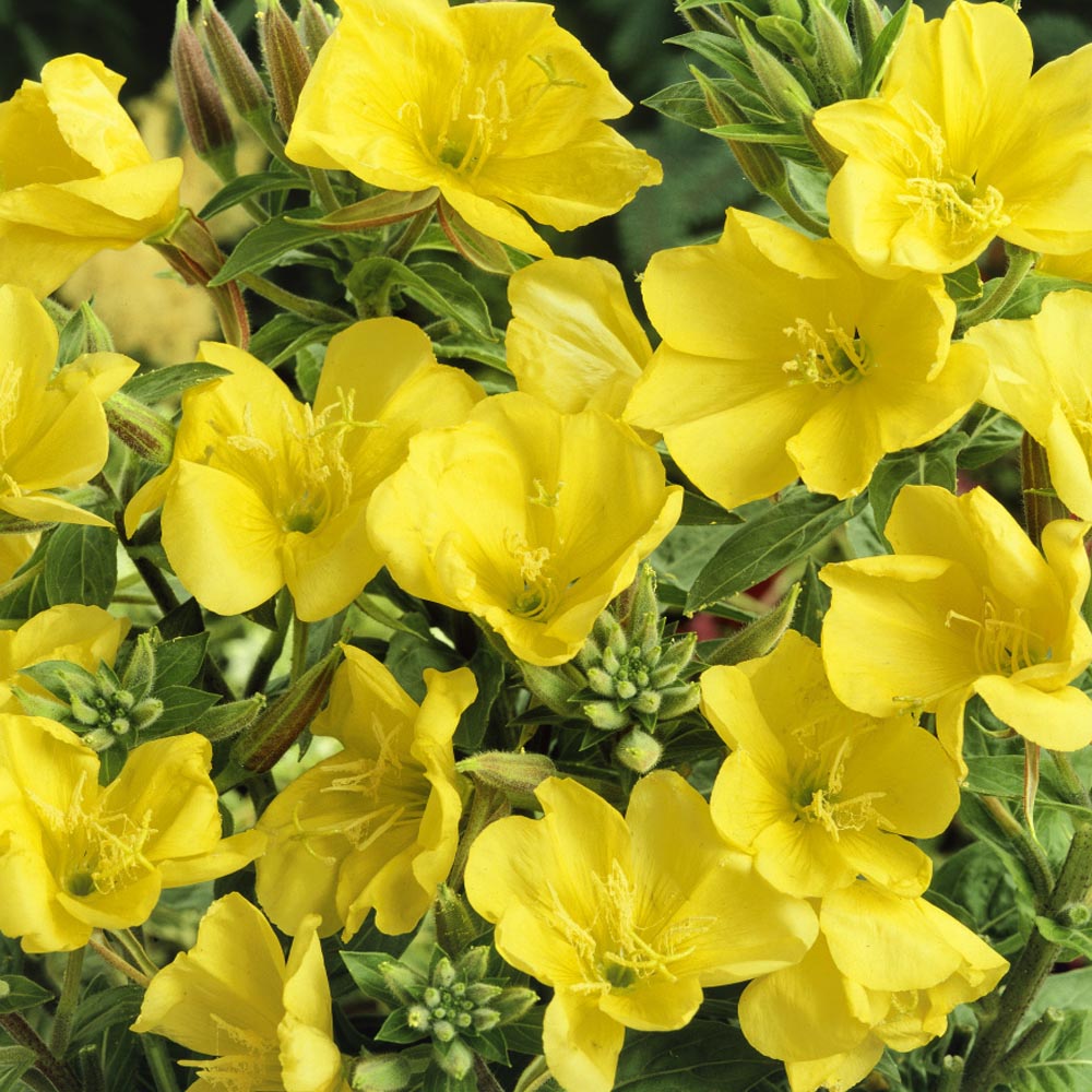 Evening Primrose Wildflowers